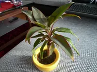 P1010208.webp