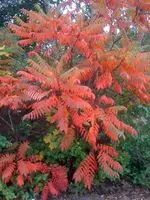 IMG_0316.webp