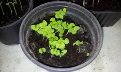 20120216_132156.webp