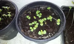 20120216_135110.webp