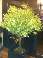 Baum2_358x480.webp