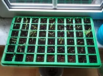 16.2. Tomaten 120.webp