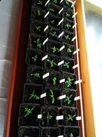 16.2. Tomaten 121.webp