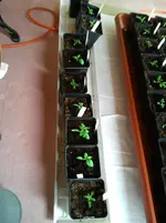 16.2. Tomaten 122.webp