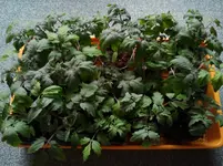 16.2. Tomaten 125.webp
