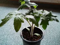 16.2. Tomaten 126.webp