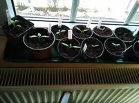 16.2. Tomaten 128.webp
