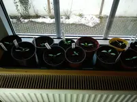 16.2. Tomaten 129.webp