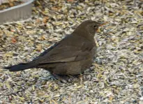Amseln074.webp