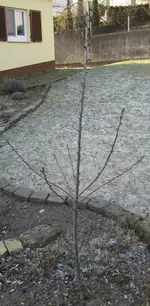 kirschbaum1.webp