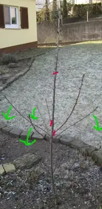 kirschbaum1_cut.webp