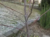 kirschbaum4.webp
