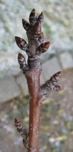 kirschbaum3.webp