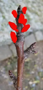 kirschbaum3_cut.webp