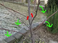 kirschbaum4_cut.webp