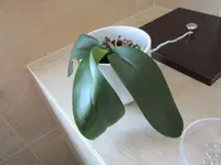Orchidee (2).webp