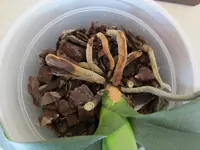 Orchidee (3).webp