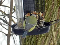 Meise046.webp
