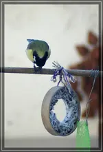 comp_DSC00437.webp