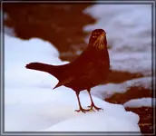 comp_DSC00442.webp