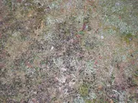 comp_CIMG3073.webp