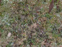 comp_CIMG3074.webp