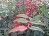 Bild 7141.webp