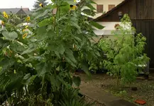 comp_DSC03775.webp