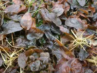 CIMG3085.webp