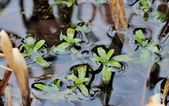 Sumpfvergissmeinnicht im offenen kleinen Teich_smaller.webp