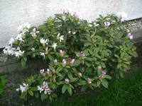 PIC00592.webp