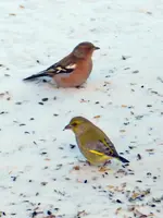 BuchfinkGrünfink090.webp