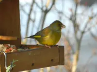 Grünfink027.webp