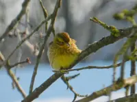 Goldammer013.webp