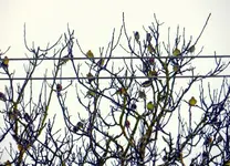 Viele Vögel06.webp
