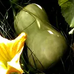 butternuss.webp