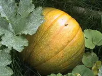 Gartenkürbis3.webp