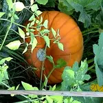 halloweenkürbis.webp