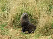 Seals v (2).webp