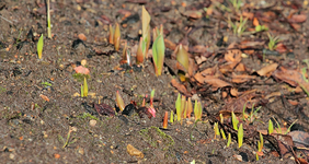 Narzissen Tulpen und Co_mini.webp