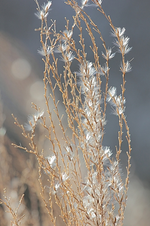 verblühtes Gras bereift_mini.webp