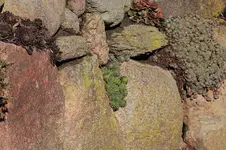Wurze in dr Feldsteinmauer_mini.webp