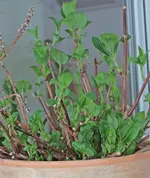 Hortensie treibt mächtig aus_smaller.webp