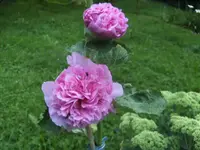 BILD0945.webp