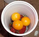 cereza_amarilla.webp