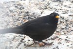 2012_0220winter0003 amsel  ö.jpg