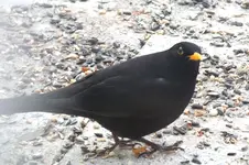 2012_0220winter0003 amsel  ö.webp