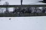 2012_0220winter0027 fuchs  ,.JPG