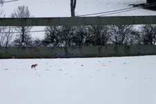 2012_0220winter0027 fuchs  ,.webp