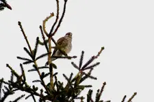 2012_0220winter0033 mäusebussard   ,,,.webp